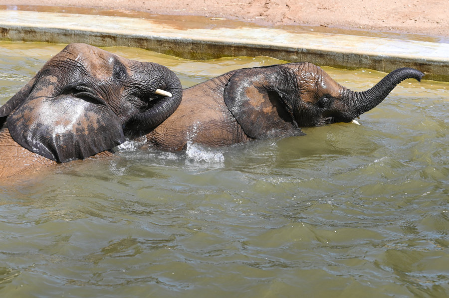 ICPhoto(qun)ƷՈ(qng)D(zhun)d