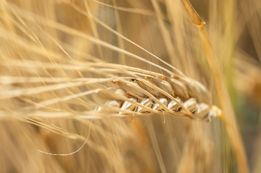 ICPhoto(qun)ƷՈD(zhun)d