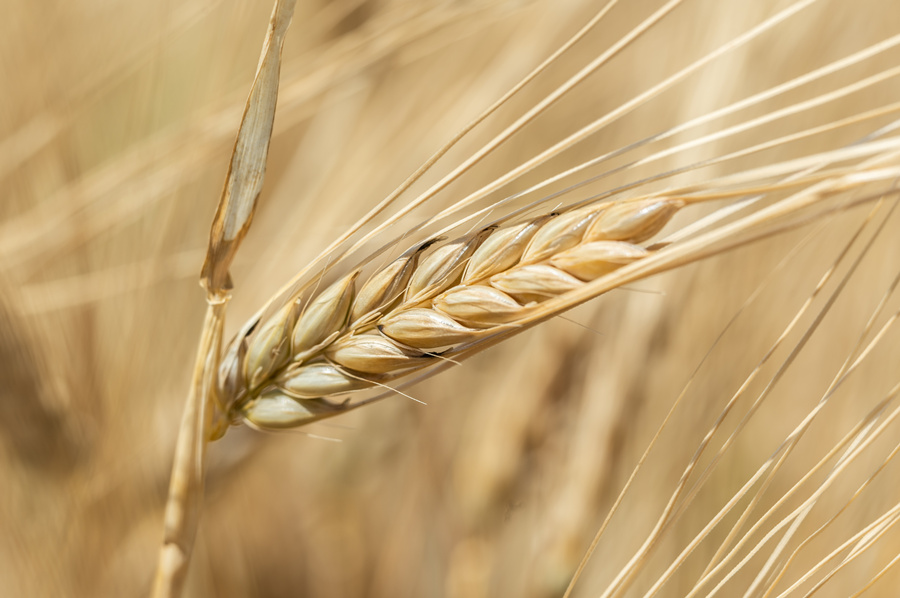 ICPhoto(qun)ƷՈD(zhun)d