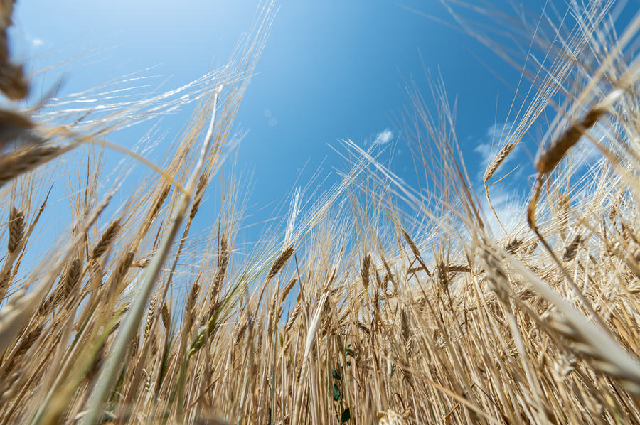 ICPhoto(qun)ƷՈD(zhun)d