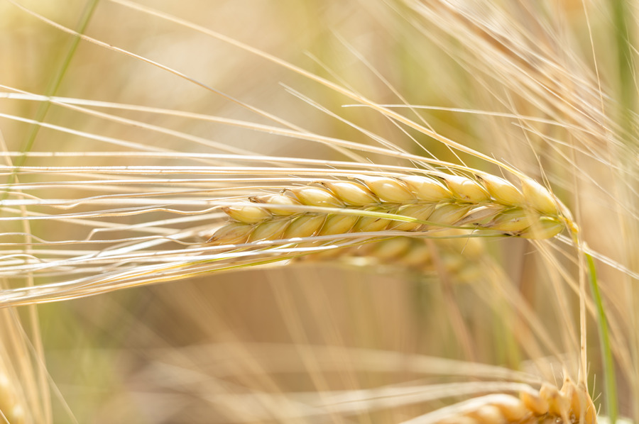 ICPhoto(qun)ƷՈD(zhun)d