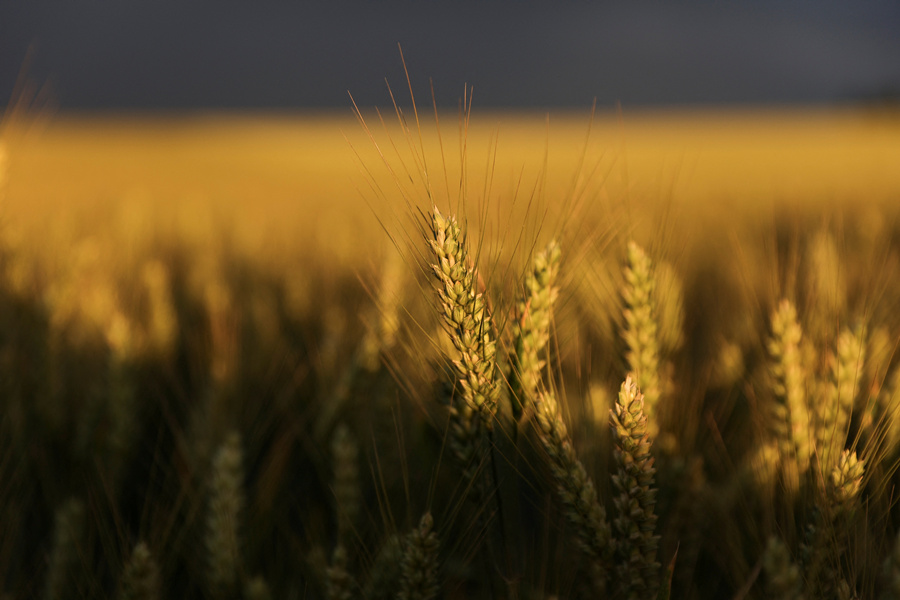 ICPhoto(qun)ƷՈD(zhun)d