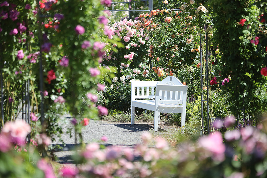 IC Photo(qun)ƷՈD(zhun)d