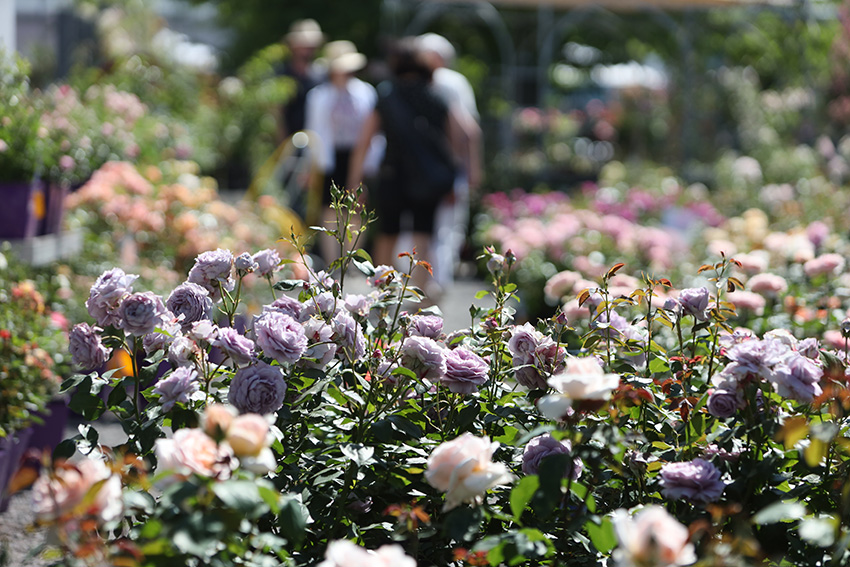 IC Photo(qun)ƷՈD(zhun)d