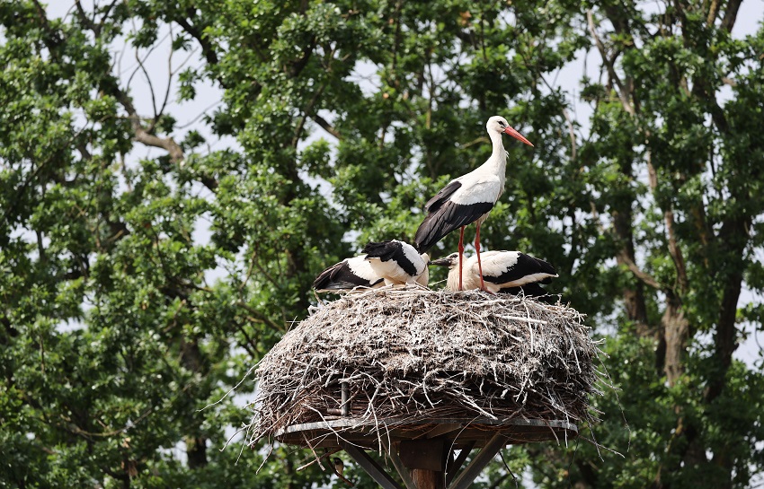 IC Photo(qun)ƷՈ(qng)D(zhun)d