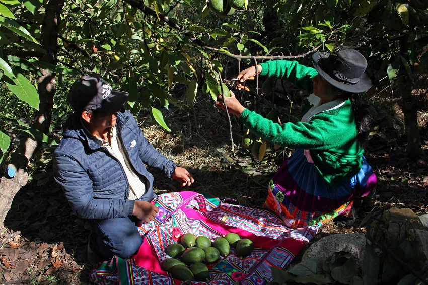 IC PhotoƷՈDd