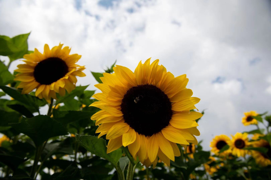 ICPhoto(qun)ƷՈD(zhun)d