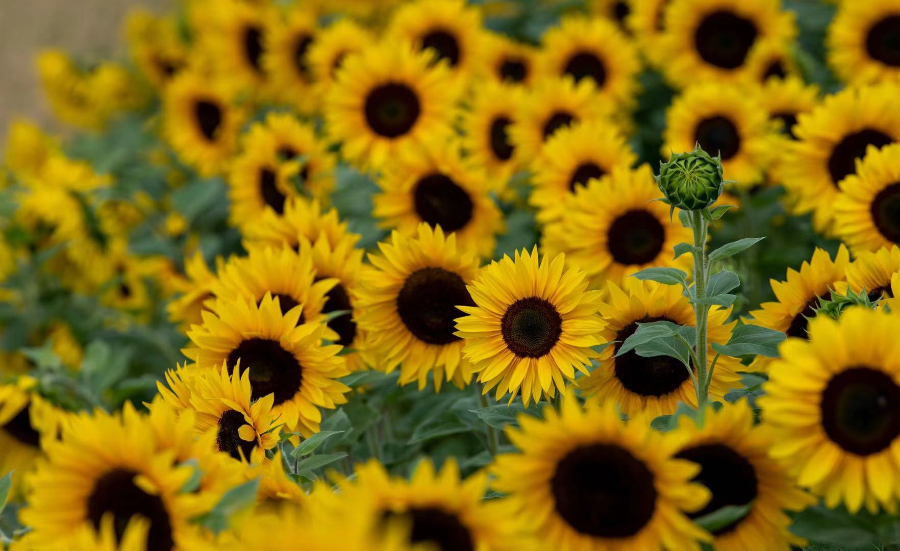 ICPhoto(qun)ƷՈ(qng)D(zhun)d