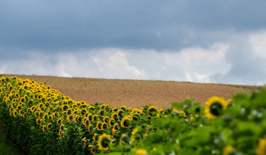 ICPhoto(qun)ƷՈ(qng)D(zhun)d