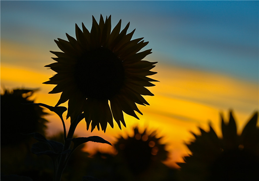 ICPhoto(qun)ƷՈ(qng)D(zhun)d