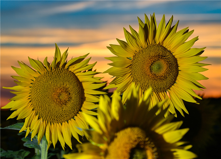 ICPhoto(qun)ƷՈD(zhun)d