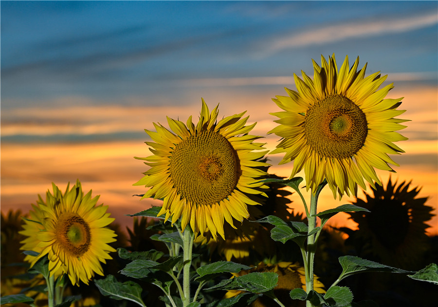 ICPhoto(qun)ƷՈ(qng)D(zhun)d