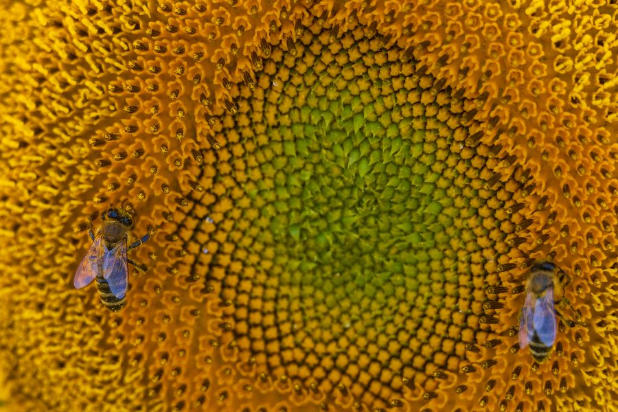 ICphoto(qun)ƷՈ(qng)D(zhun)d