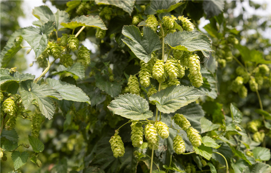 ICphotoƷՈD(zhun)d