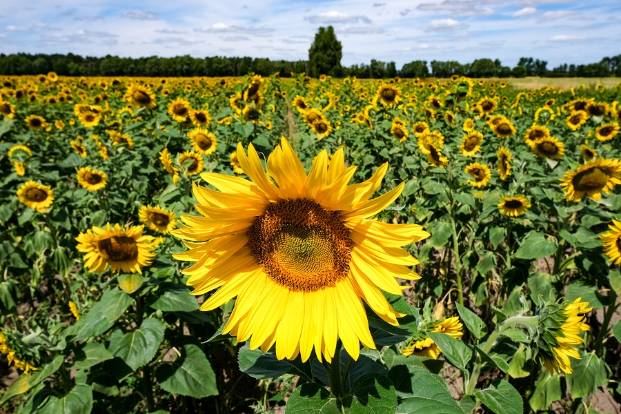 IC photo(qun)ƷՈ(qng)D(zhun)d