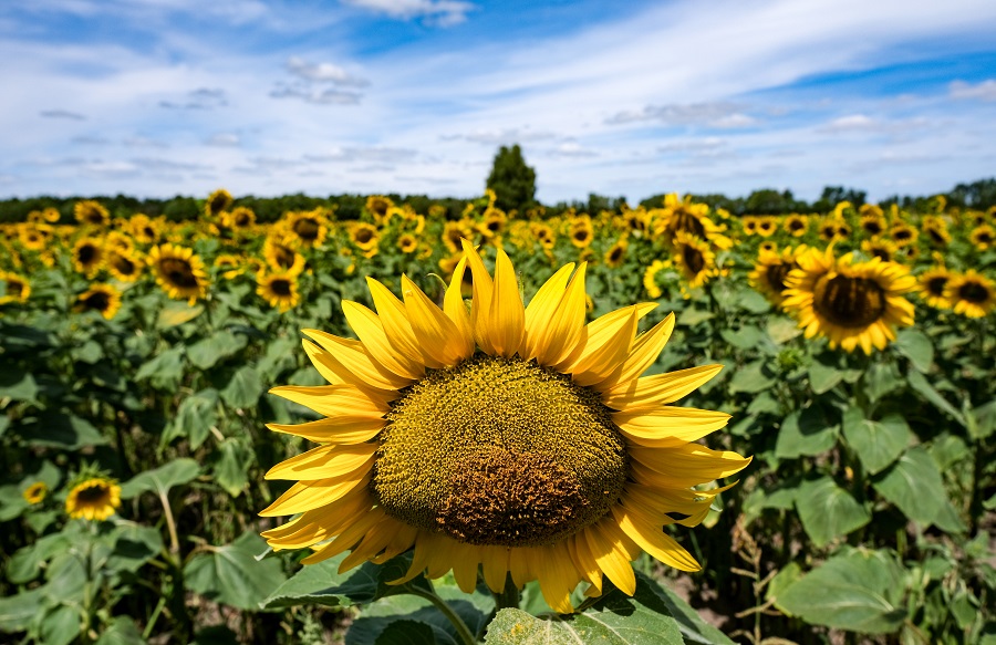 IC photo(qun)ƷՈD(zhun)d