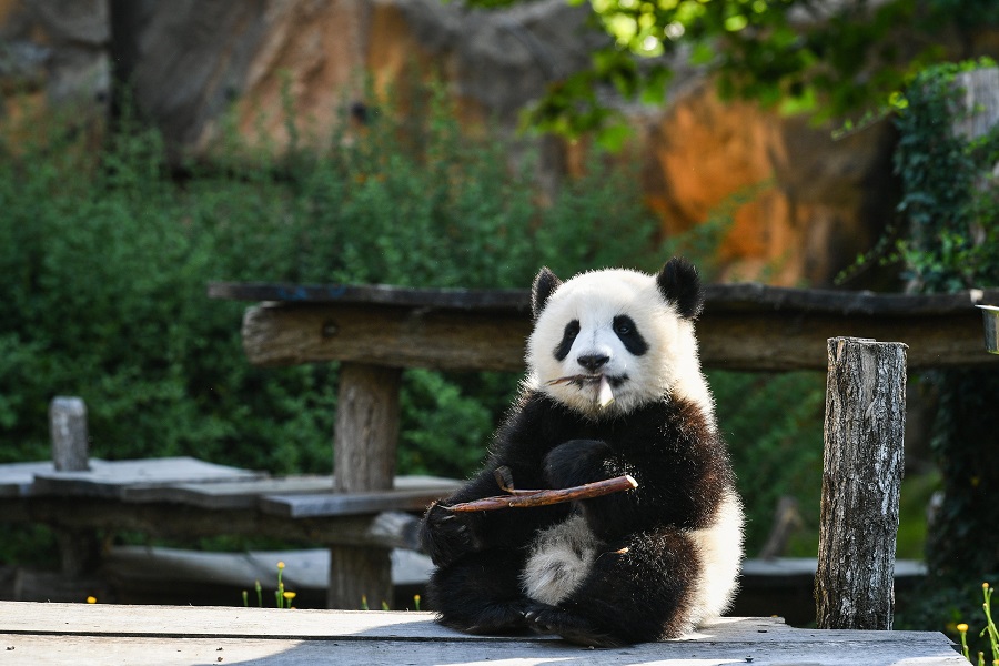 IC photo(qun)ƷՈD(zhun)d