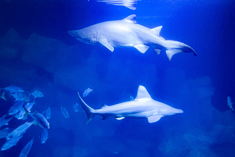 ҕX(ju)Ї(gu)(qun)ƷՈ(qng)D(zhun)d