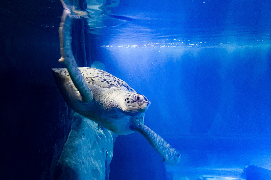 ҕXЇ(gu)(qun)ƷՈ(qng)D(zhun)d