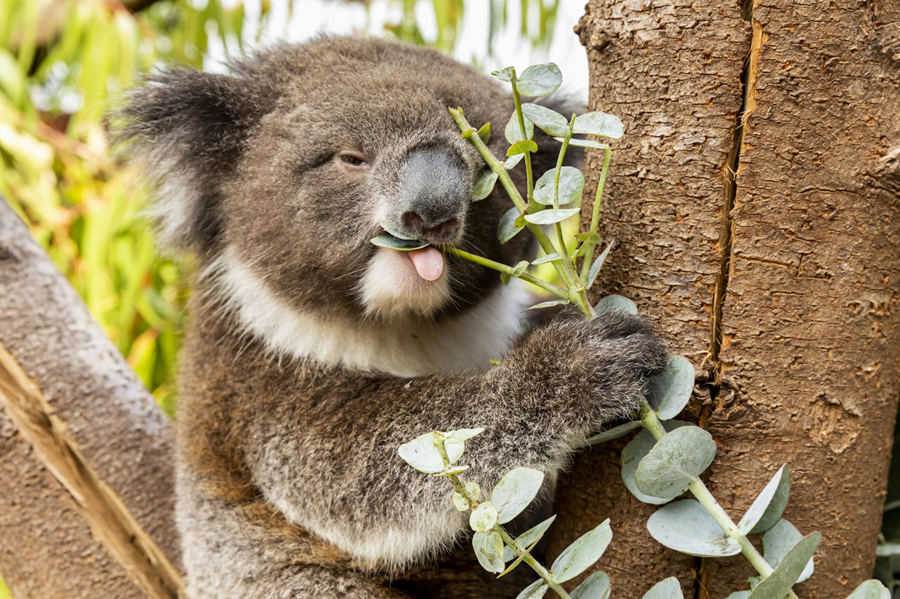 ICPhoto(qun)ƷՈD(zhun)d