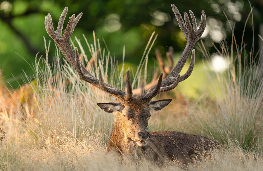 IC Photo(qun)ƷՈD(zhun)d