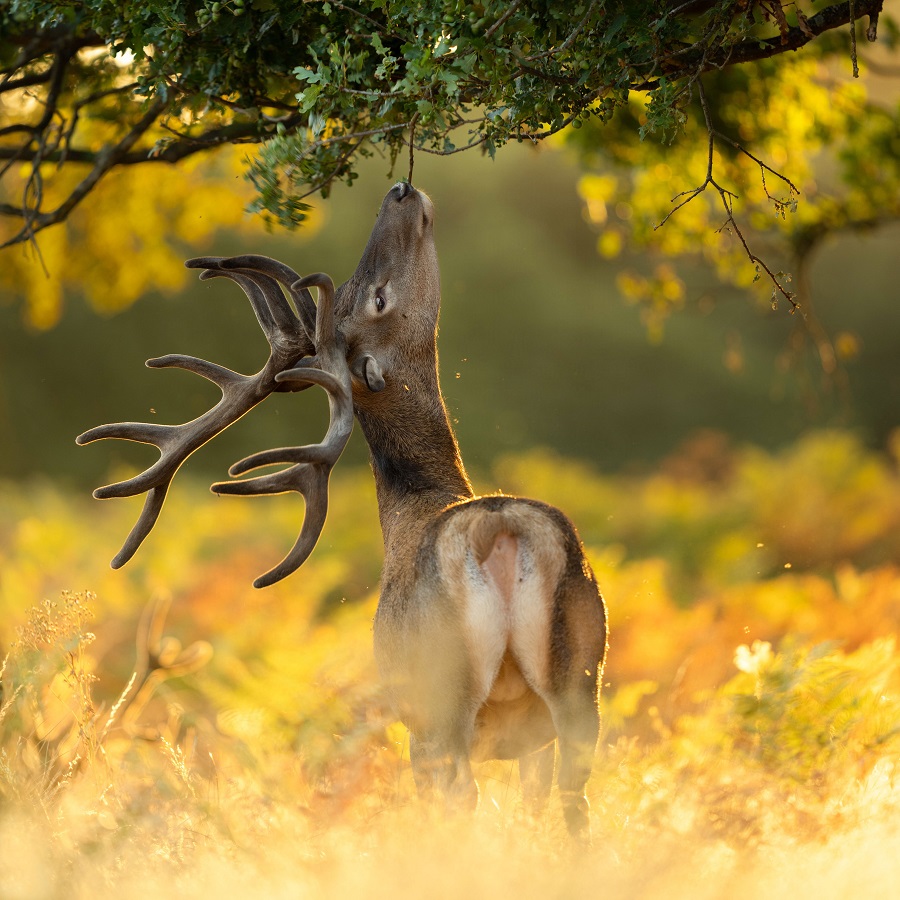 IC Photo(qun)ƷՈ(qng)D(zhun)d