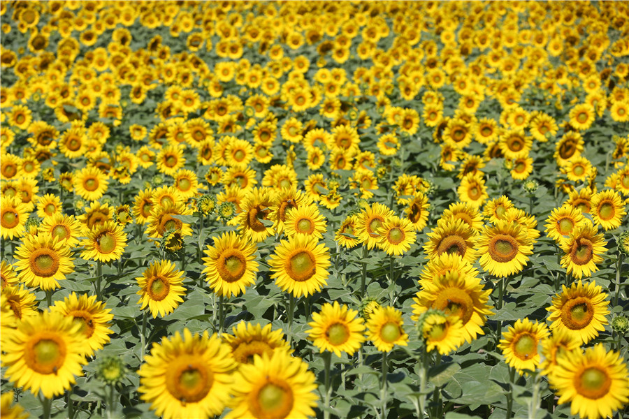 IC Photo(qun)ƷՈ(qng)D(zhun)d