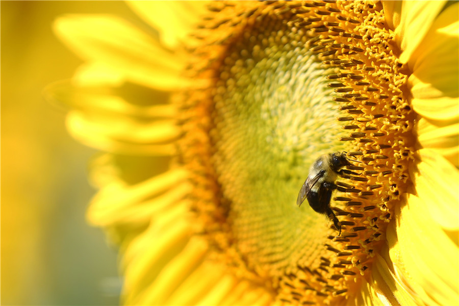 IC Photo(qun)ƷՈ(qng)D(zhun)d