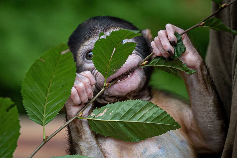 IC Photo(qun)ƷՈD(zhun)d