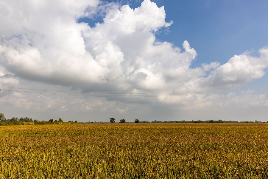 IC Photo(qun)ƷՈD(zhun)d