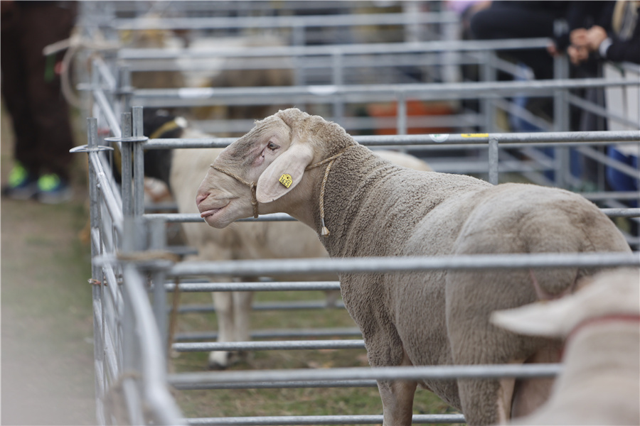 ICPhoto(qun)ƷՈD(zhun)d