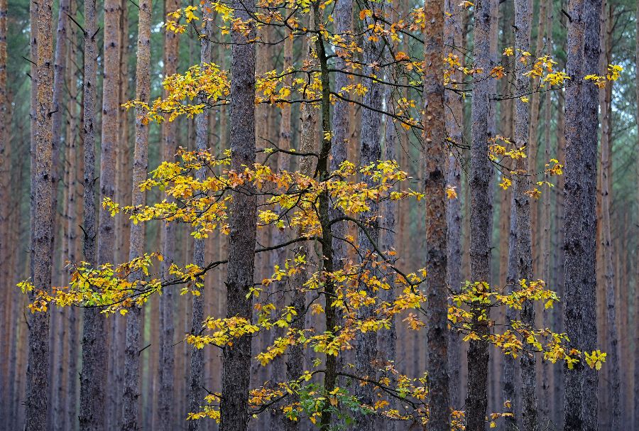 ICphoto(qun)ƷՈ(qng)D(zhun)d