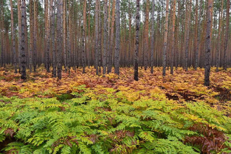 ICphoto(qun)ƷՈ(qng)D(zhun)d