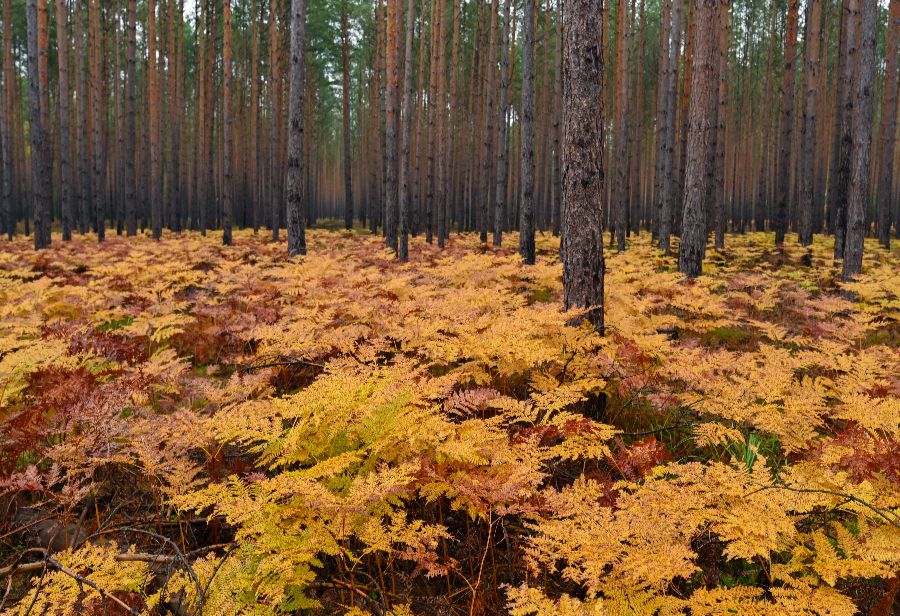 ICphoto(qun)ƷՈD(zhun)d