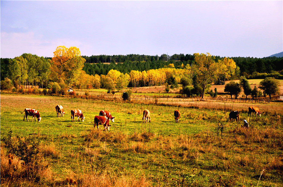 IC photo(qun)ƷՈD(zhun)d