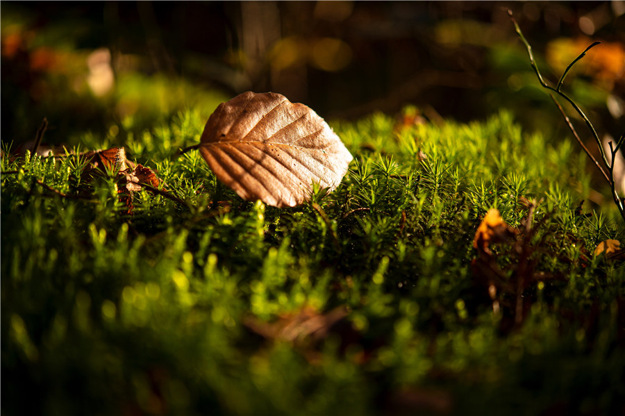 ICPhoto(qun)ƷՈ(qng)D(zhun)d