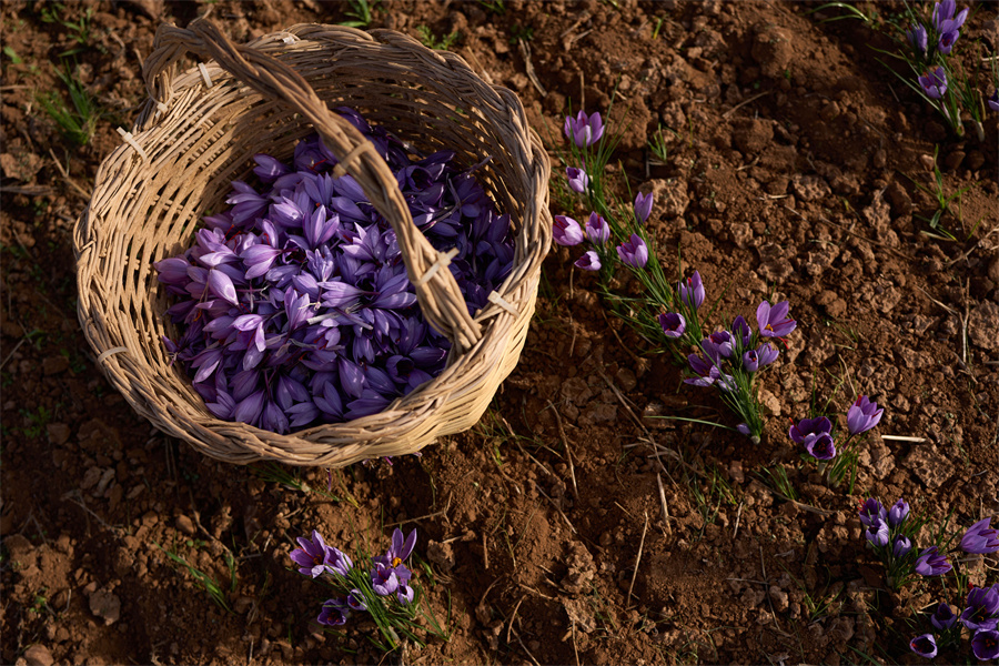 IC Photo(qun)ƷՈD(zhun)d