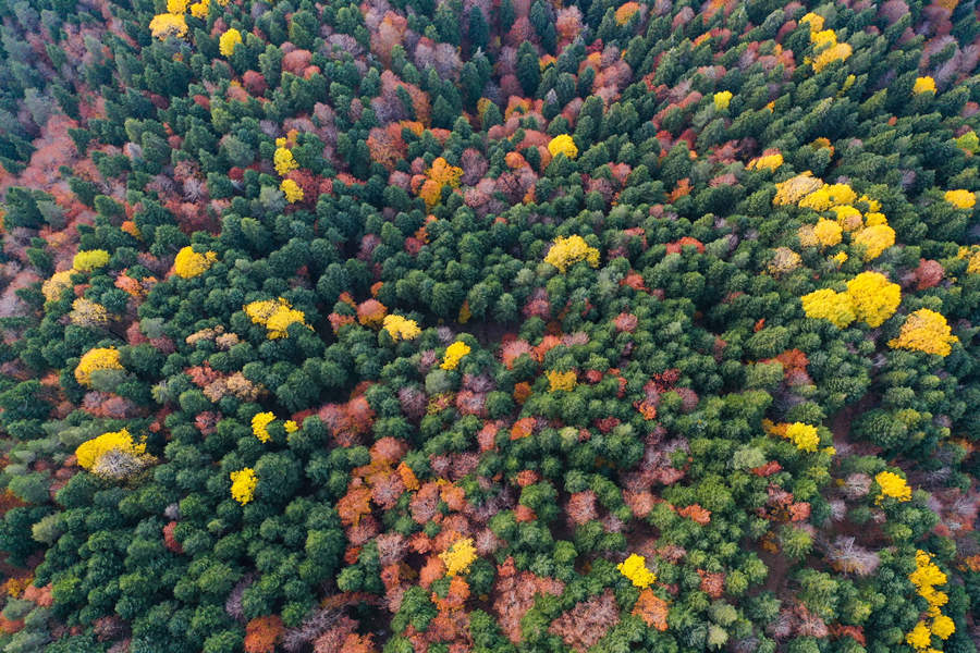 IC Photo(qun)ƷՈD(zhun)d