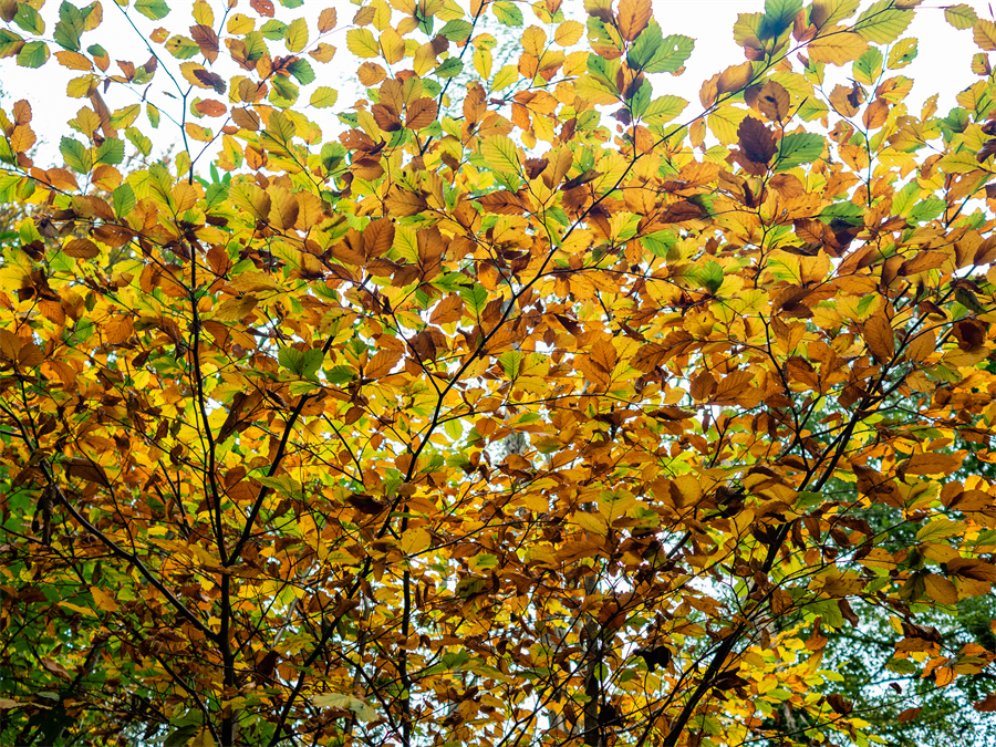 ICPhoto(qun)ƷՈD(zhun)d