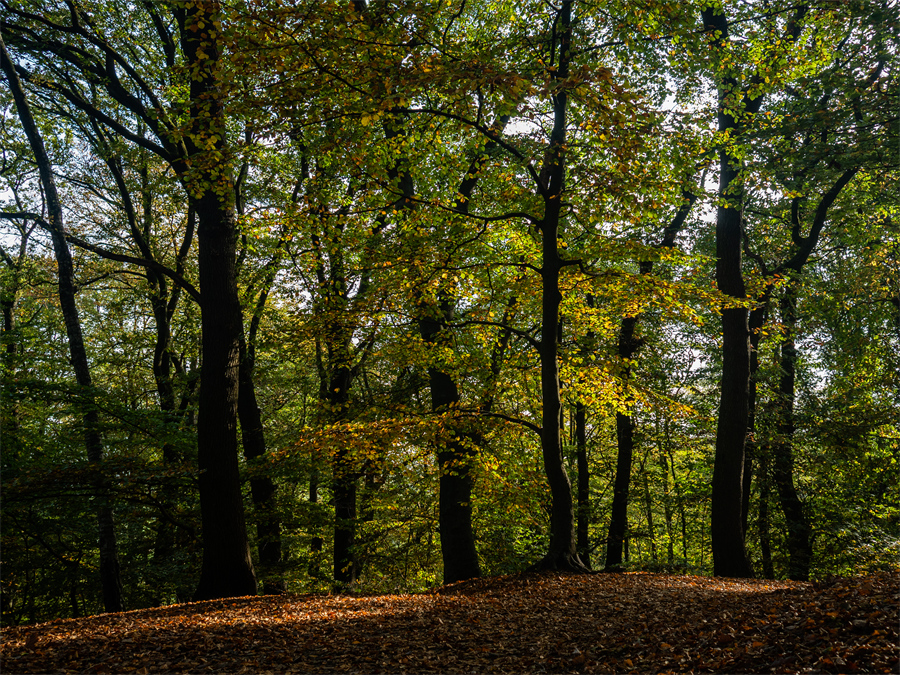 ICPhoto(qun)ƷՈ(qng)D(zhun)d