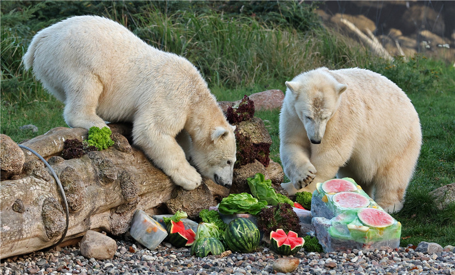 ICPhoto(qun)ƷՈ(qng)D(zhun)d