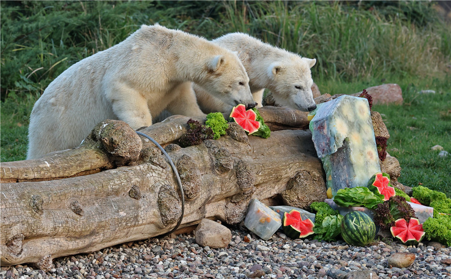 ICPhoto(qun)ƷՈD(zhun)d