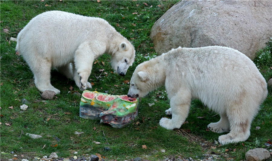 ICPhoto(qun)ƷՈ(qng)D(zhun)d