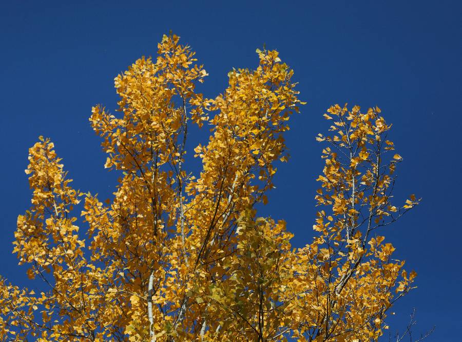 ICPhoto(qun)ƷՈ(qng)D(zhun)d