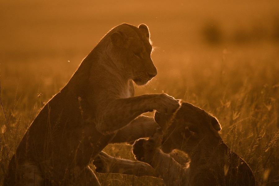 IC Photo(qun)ƷՈ(qng)D(zhun)d