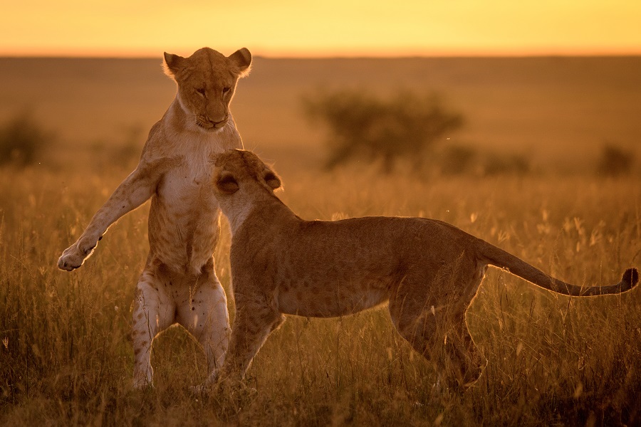 IC Photo(qun)ƷՈ(qng)D(zhun)d