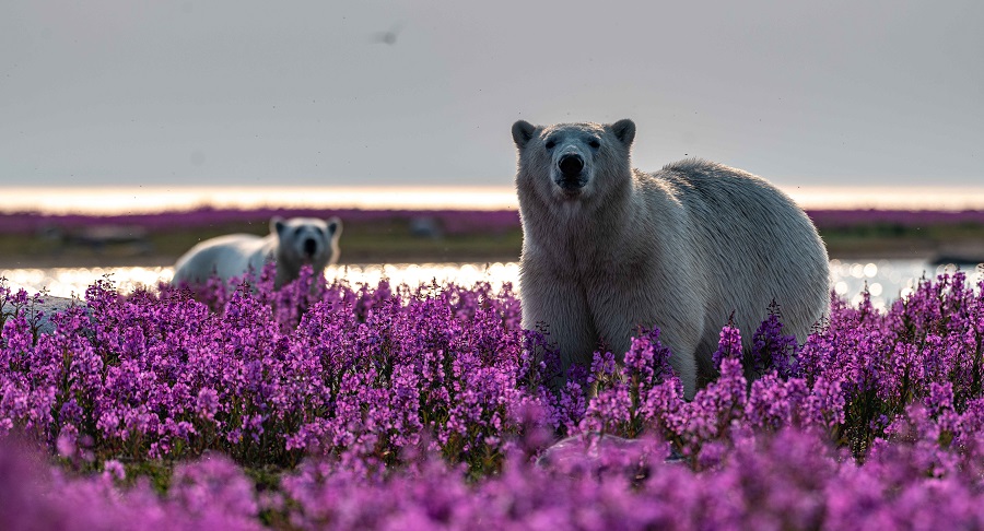 IC Photo(qun)ƷՈ(qng)D(zhun)d