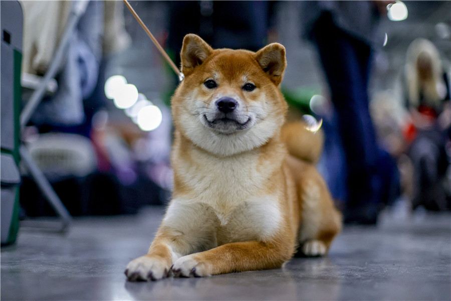 IC Photo(qun)ƷՈ(qng)D(zhun)d