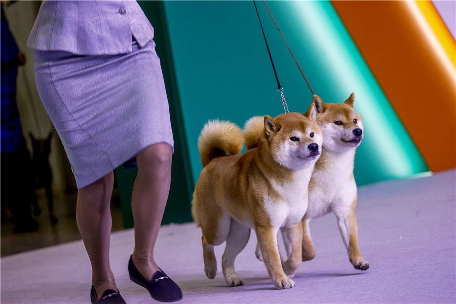 IC Photo(qun)ƷՈ(qng)D(zhun)d