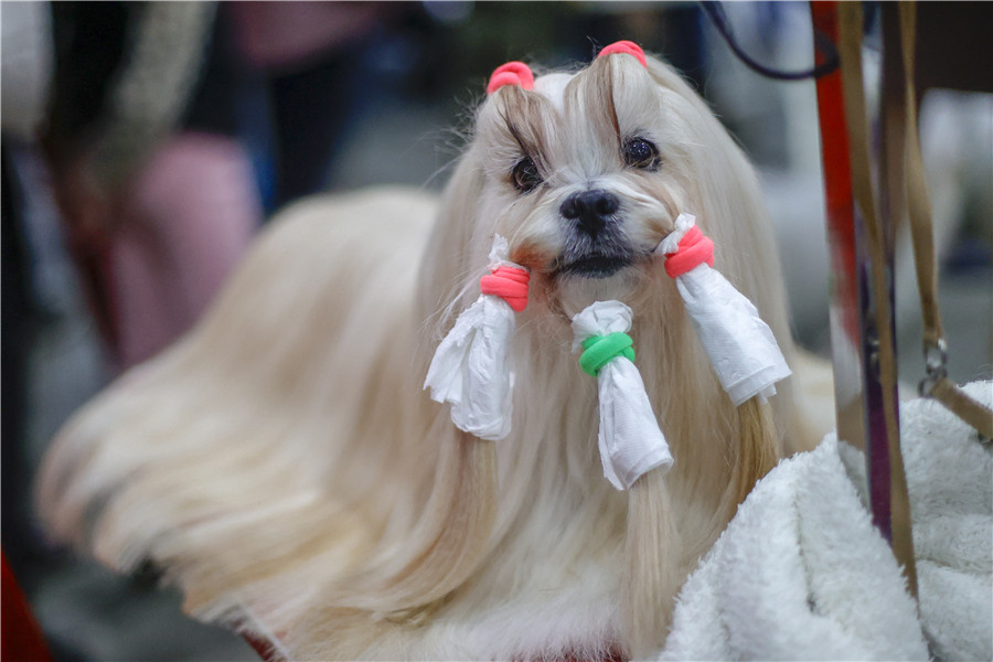 IC Photo(qun)ƷՈD(zhun)d